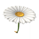 Daisy Glider from Mario Kart Tour