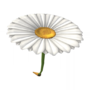 Daisy Glider from Mario Kart Tour