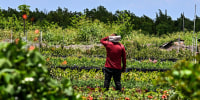 A migrant worker works on a farm land in Homestead, Florida on May 11, 2023.