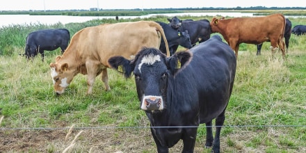 A herd of cows near Allerup, Denmark.