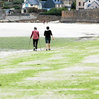 Algues vertes sur la plage de Saint-Michel-en-Grève, ce jeudi 25 juillet 2024. (Lionel Le Saux/Le Télégramme)