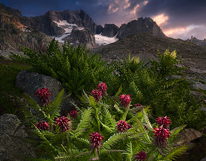 Flowers of the Alps