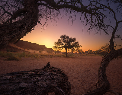 Trees of Namibia