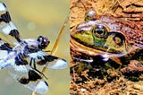 An close-up, detailed photo of a dragonfly and a second one of a bullfrong