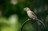 A blurred green background, with a black metal hoop curving from the bottom of the image. A brown sparrow perches on the hoop, its beak a little open.