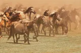 Hills of Horses