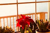 View of a shimmering sea, with a distant headland, through a window with bright coloured flowers on the inside ledge.