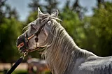 World’s Largest Horse: Key Facts & Impressive Size Details