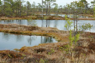 Did We Once Worship Wetlands?