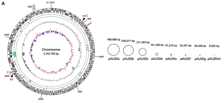 Schematic of A. ureilytica’s genome, with nine circular replicons shown at the same relative size. The plasmid pAU20rrn, the smallest replicon, encodes its sole copy of the 16S rRNA operon. Source