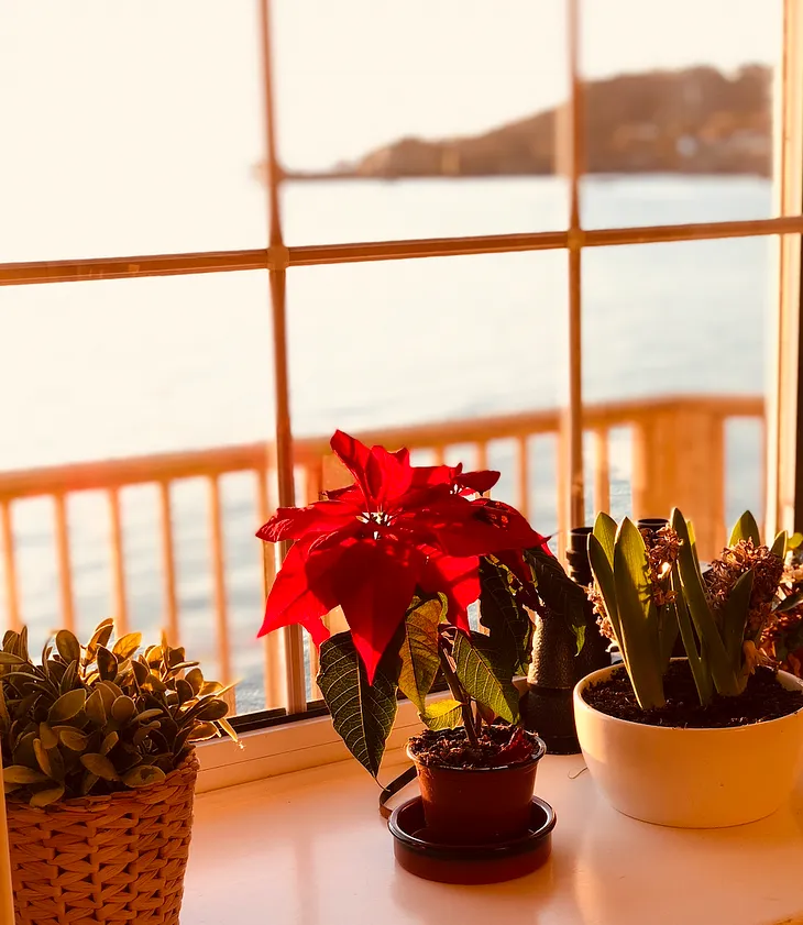 View of a shimmering sea, with a distant headland, through a window with bright coloured flowers on the inside ledge.