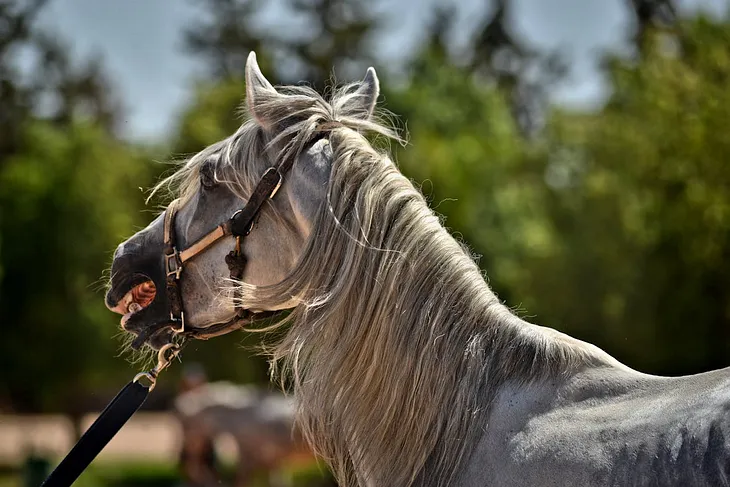 World’s Largest Horse: Key Facts & Impressive Size Details