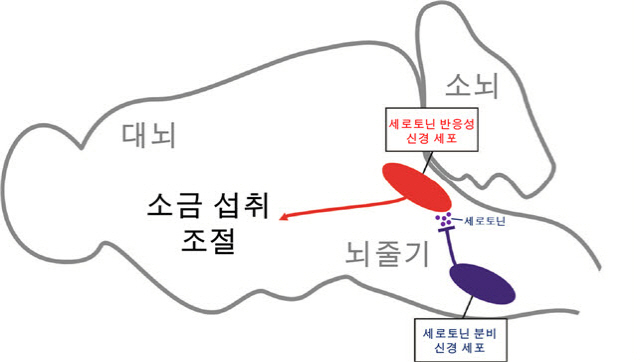 소금 섭취량을 조절해주는 세로토닌 반응성 신경세포의 개념도. 뇌 속의 세로토닌 분비 세포에서 세로토닌 나오면 반응성 신경세포가 소금섭취량을 제어한다. /자료제공=KAIST