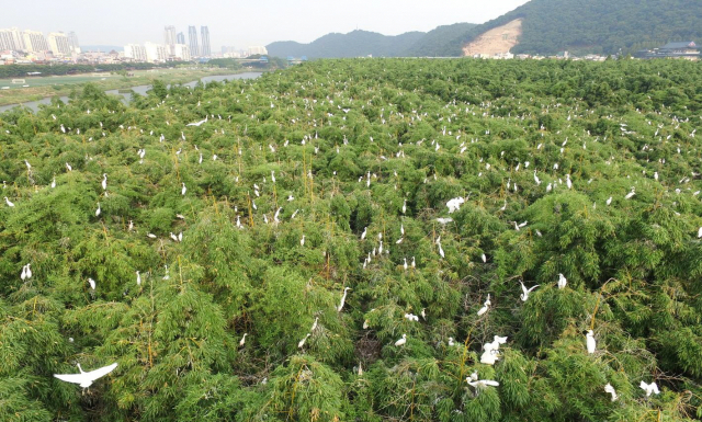 울산 삼호철새공원의 백로. /사진제공=울산시