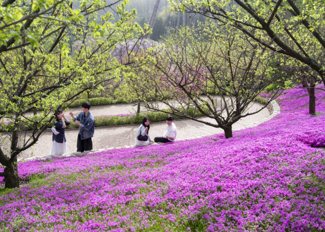 21일 경기도 용인 에버랜드에서 방문객들이 꽃잔디가 심어진 하늘정원길을 구경하고 있다. 사진 제공=에버랜드