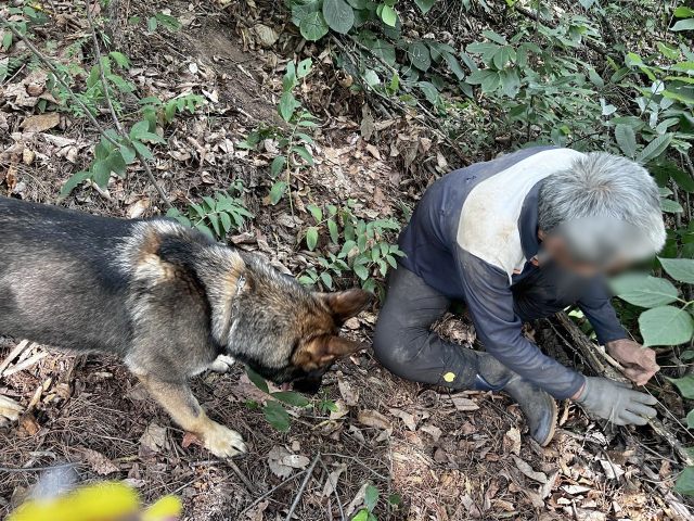 지난 20일 강원특별자치도 원주시 일원에서 실종자 수색에 투입된 119구조견 고고가 1시간 여 만에 실종자를 발견한 모습. 사진 제공=소방청