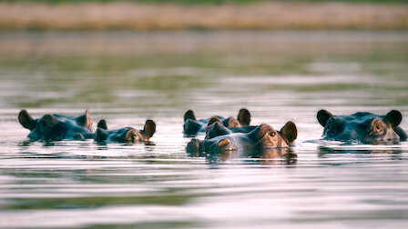 Watch Nature's Amazing Network. Episode 1 of Season 1.