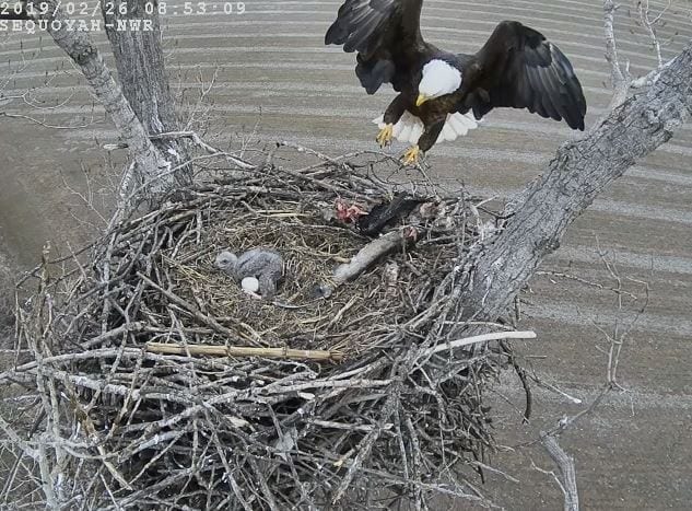 Eagle Cam Screenshot