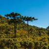 Aluguer de carro barato em Paraná