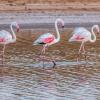 Închirieri auto ieftine în Nature Reserve Ria Formosa 