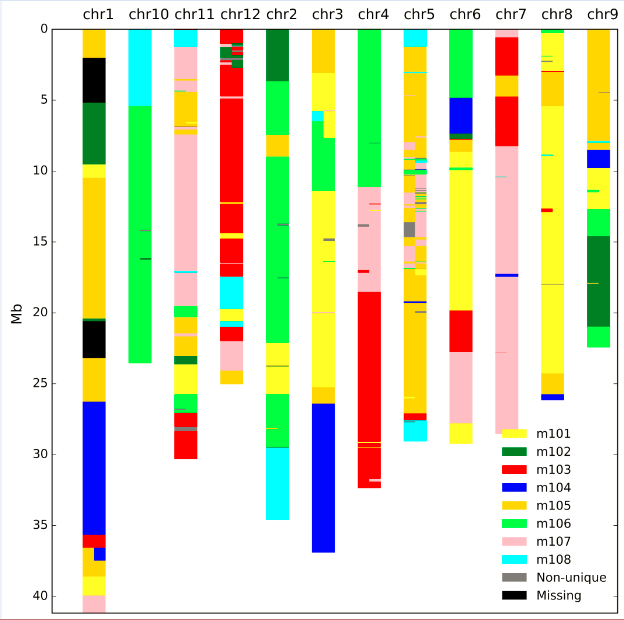 haplotype