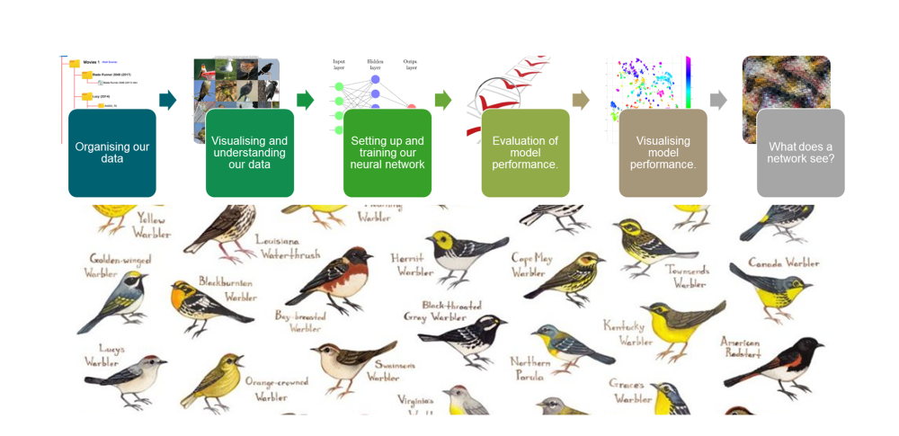 caltech_birds