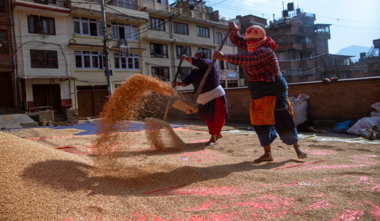 Kirtipur farmers busy in post-harvest storage of Paddy: In pictures