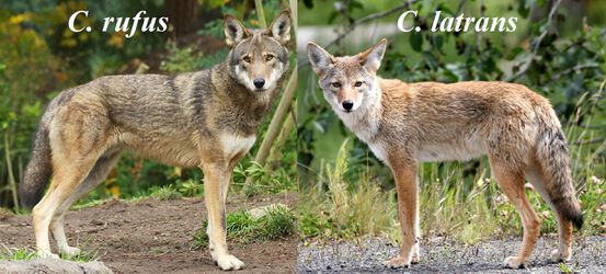 Red wolf & coyote.jpg