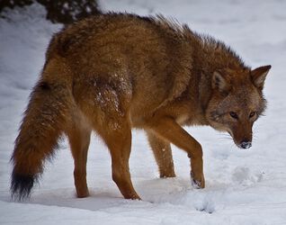 Eastern coyote.jpg