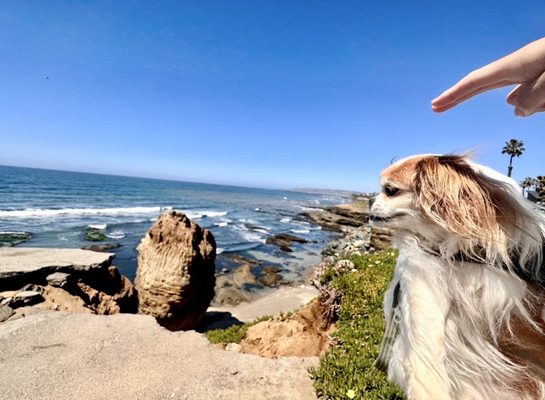 Photo of Sunset Cliffs Natural Park - San Diego, CA, US. at SUNSET CLIFF OCEAN BEACH with our dog Bambam