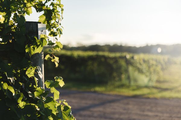 Photo of Country Heritage Winery & Vineyard - LaOtto, IN, US. a vineyard sign