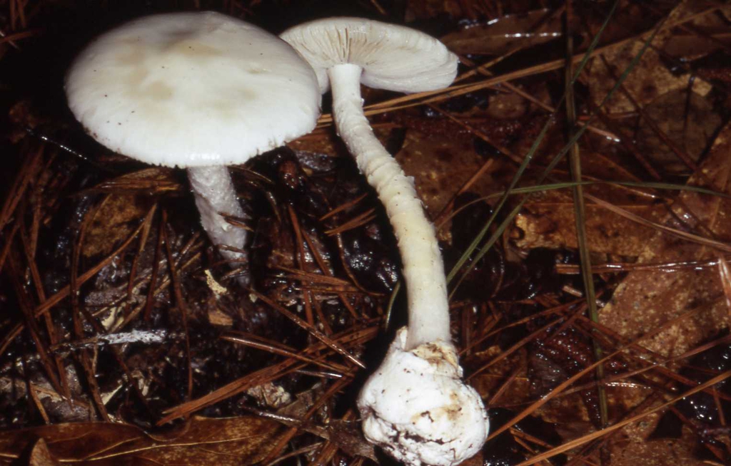 Amanita bisporigera