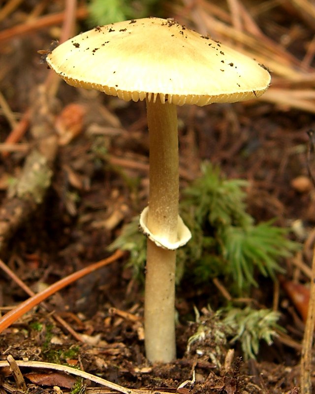 Amanita bisporigera