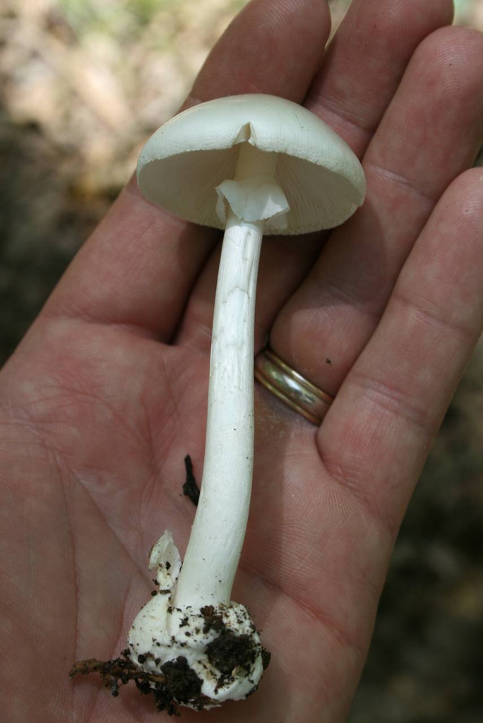 Amanita bisporigera