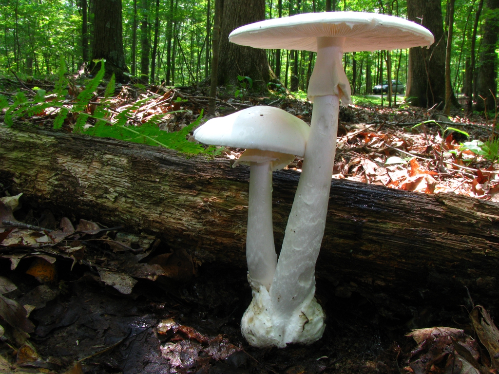 Amanita bisporigera