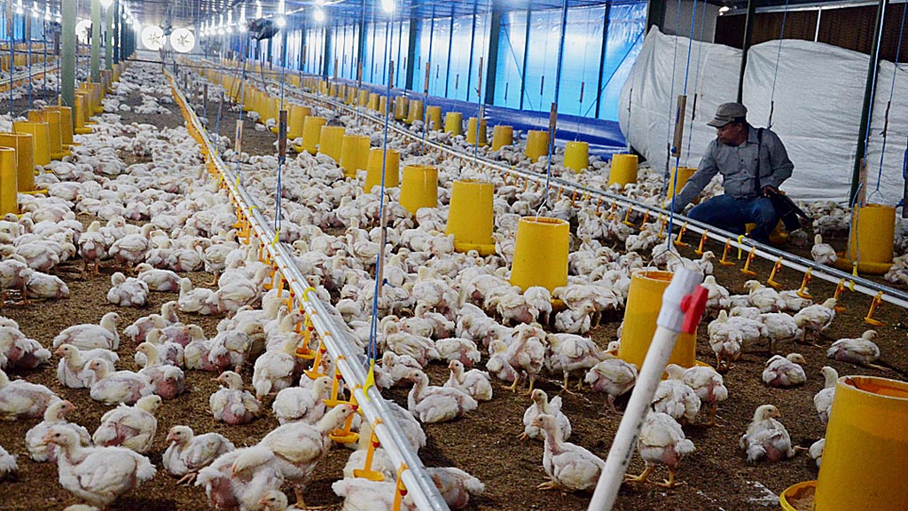 kenaikan harga broiler