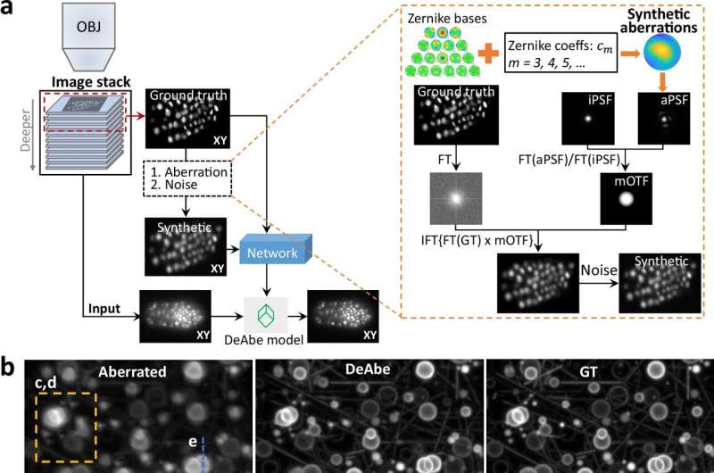 New AI technique generates clear images of thick biological samples without the fancy hardware