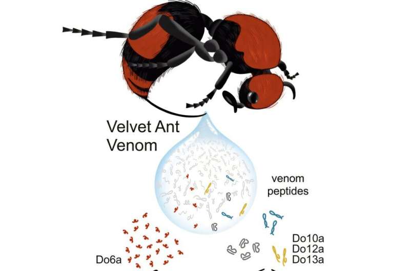 Researchers discover why the scarlet velvet ant's sting is so painful to so many different species