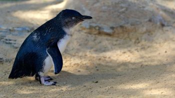 Penguenler "boşanınca" tüm sürü etkileniyor (Aşk hayatları çok önemli)