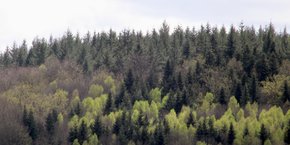 Entre 20 et 25% du volume de bois résineux exploités sur toute la région Auvergne-Rhône-Alpes se situe dans ce parc régional du Livradois-Forez.