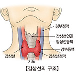 갑상선염