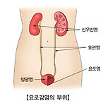 요로 감염