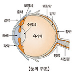 녹내장