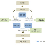 시트룰닌혈증