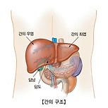 간의 양성 신생물