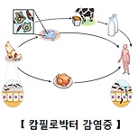 캄필로박터 감염증