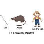 렙토스피라증