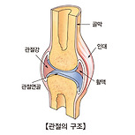 내연골종