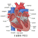 온전한 심실 중격을 가진 폐동맥 폐쇄