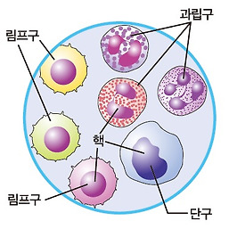 림프액 구성